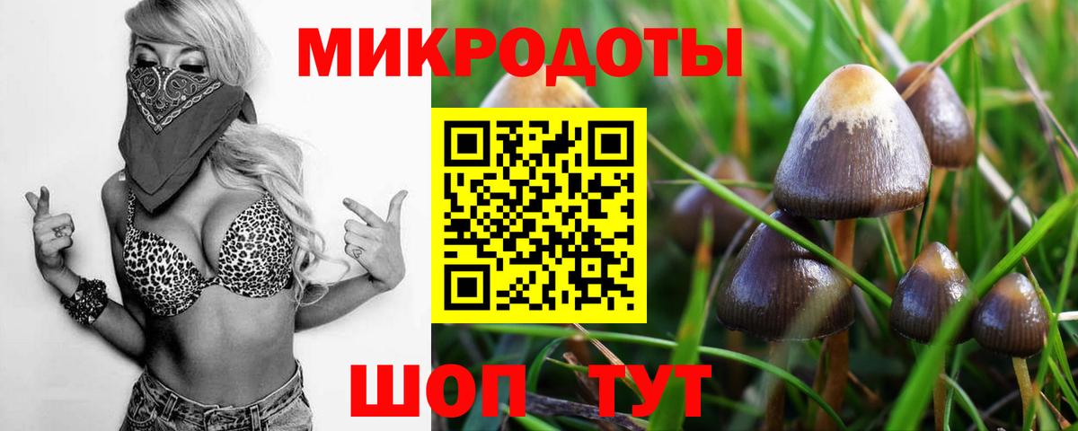 Галлюциногенные грибы Psilocybe Петрозаводск